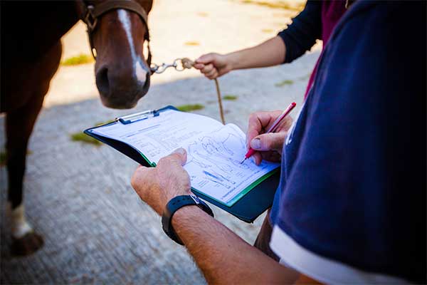 Catégorie, Fédérations, réglementations, infos