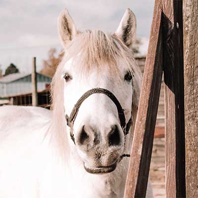 Belgian Highland Pony Society