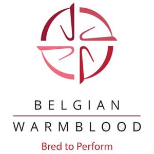 Belgian Warmblood