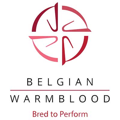 Belgian Warmblood
