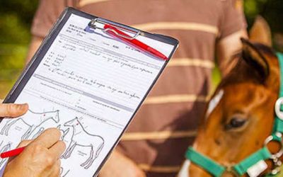 Un nouveau permis de détention d’un cheval