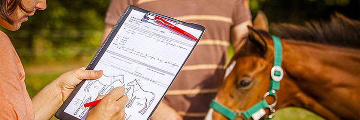 Un nouveau permis de détention d’un cheval Permis de détention d'un cheval