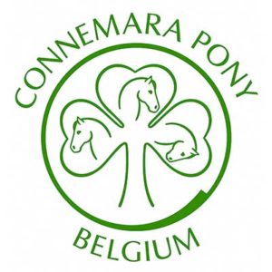Connemara pony Belgium