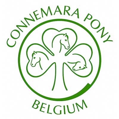 Connemara pony Belgium